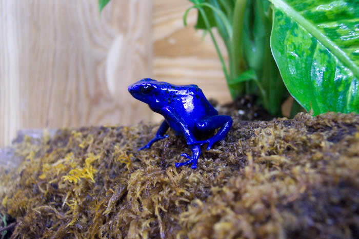 Blue Poison Frog