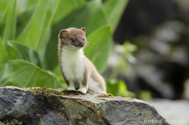 Stoat or Ermine