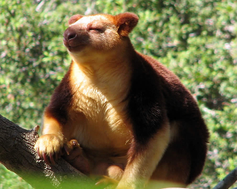 The Tree Kangaroo