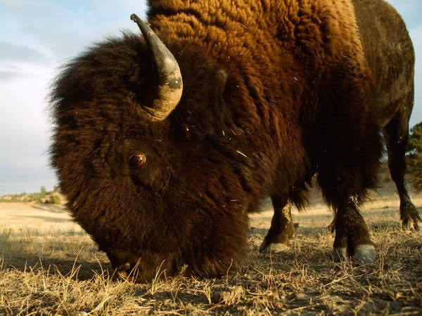 Close-Up of a Bison