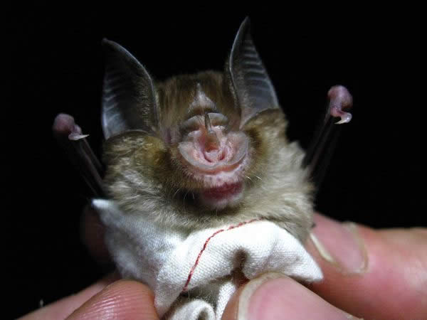 Rare African Bat1