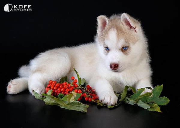 cute husky puppies wallpaper. Husky Puppy