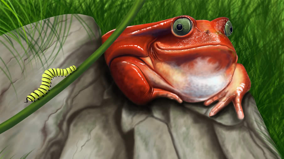 Frog Digital Painting