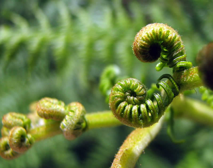 fern unfurling