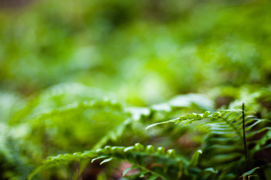 Ferns