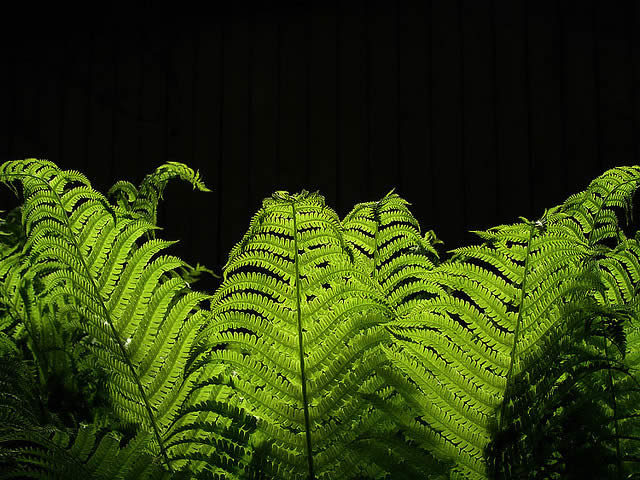 Fern in sharp lighting