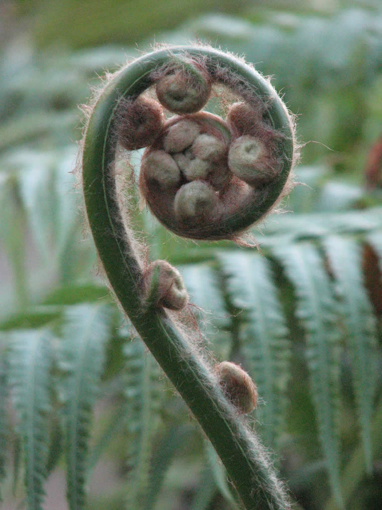 Fern koru