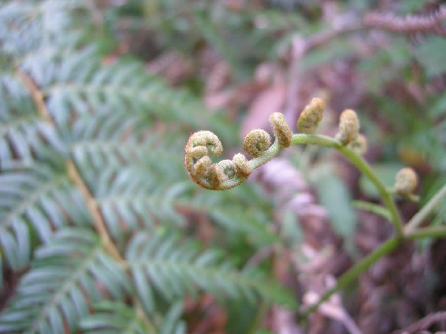 Fern-roll