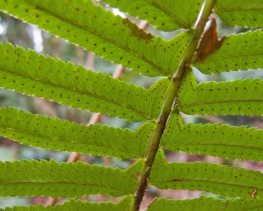 Fern Spores