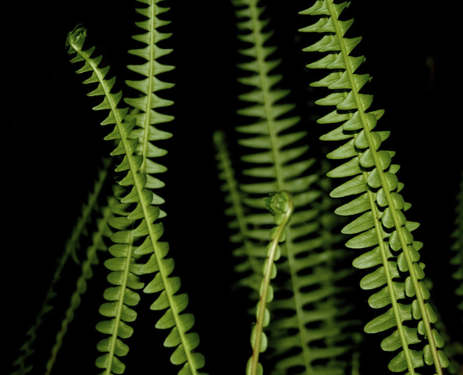 Ferns