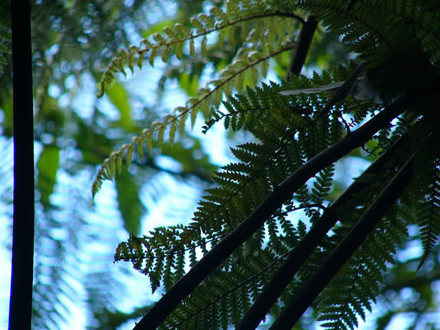 Fern leaf