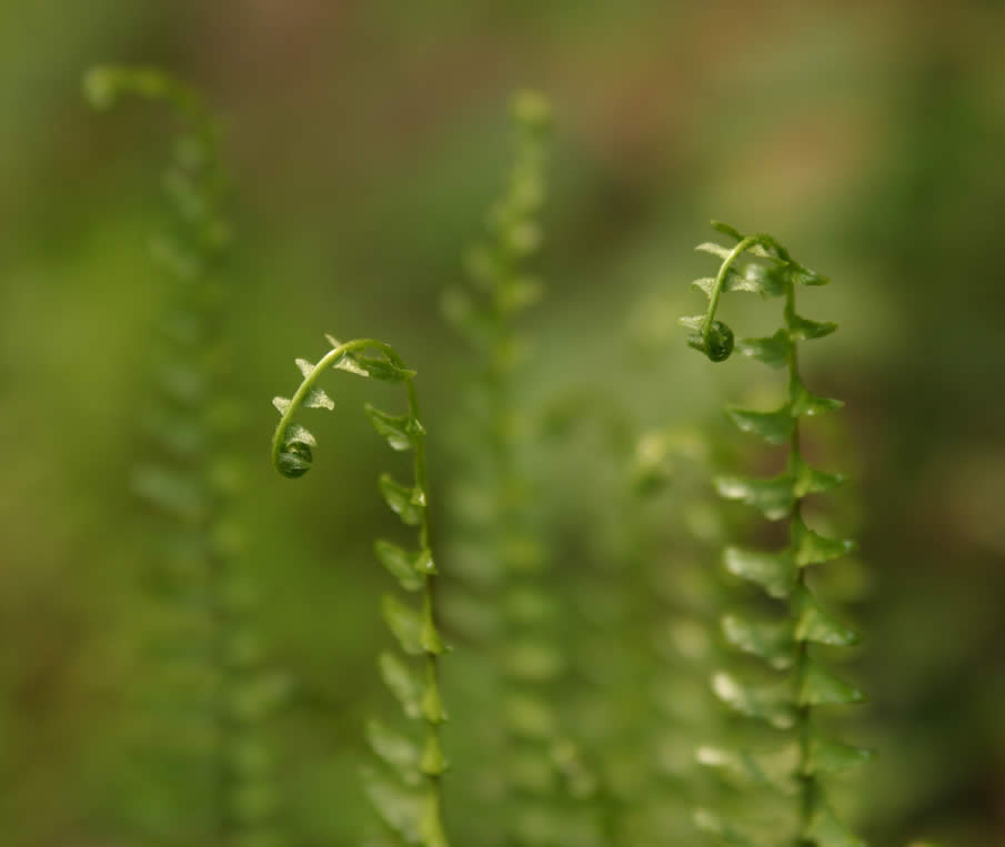 ferns