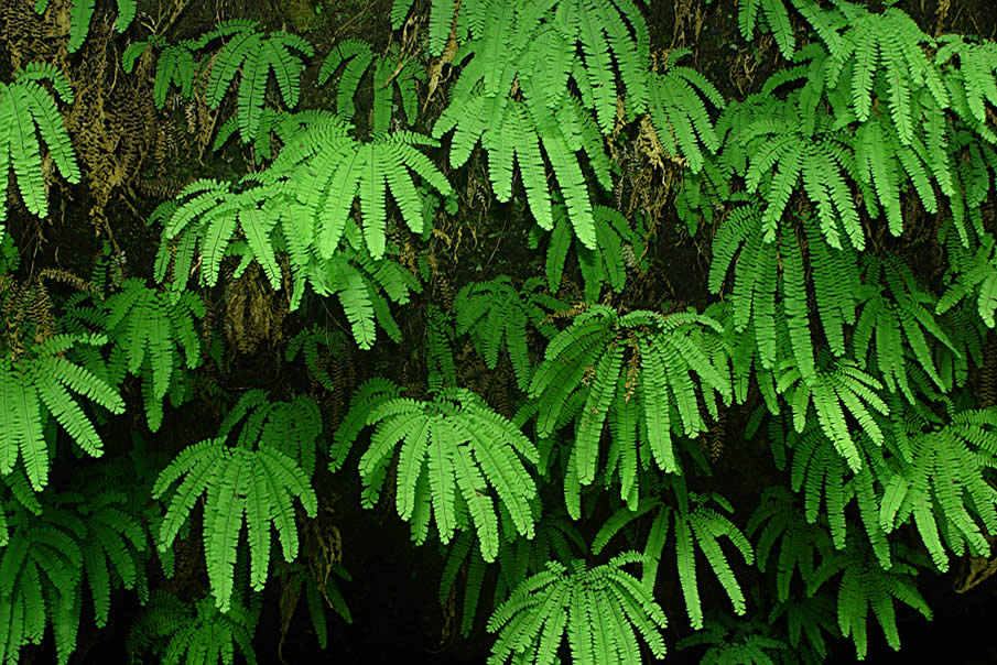 Ferns