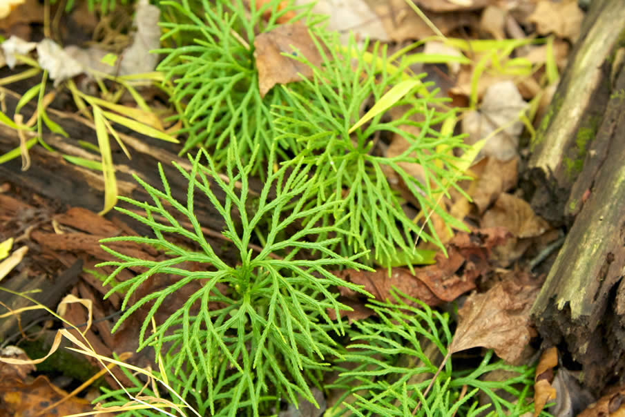 ferns