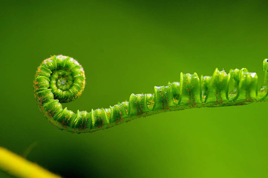 Fern in transition