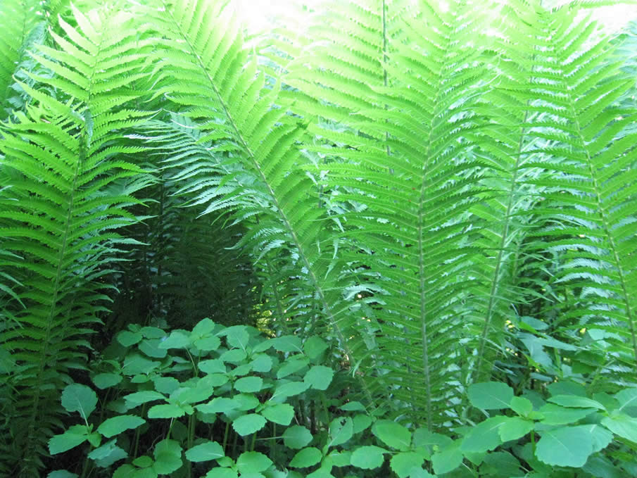 Ostrich fern