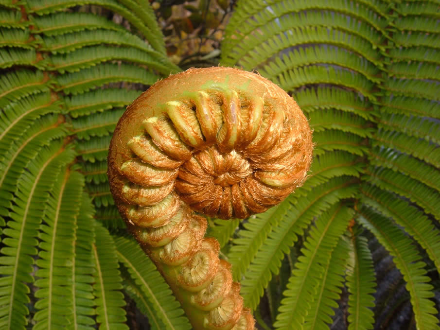 fern