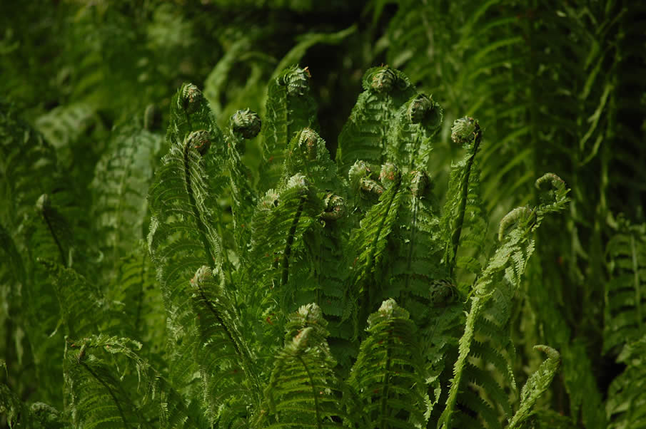 Ferns