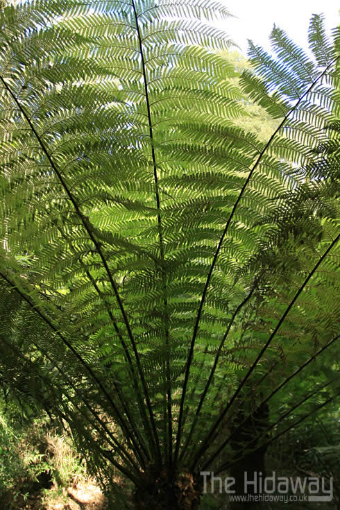 Ferns