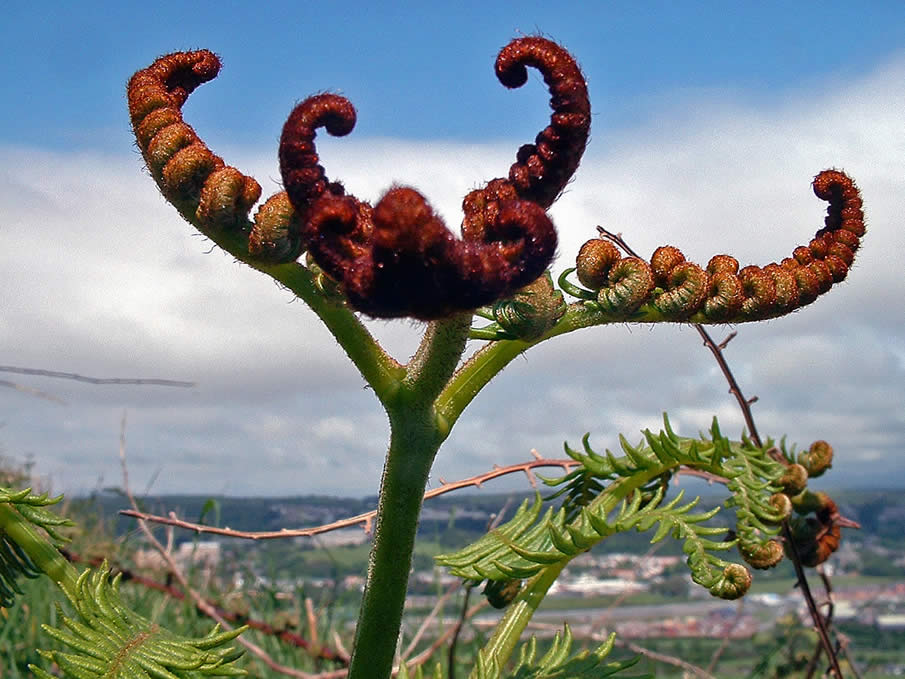 Welsh Fern