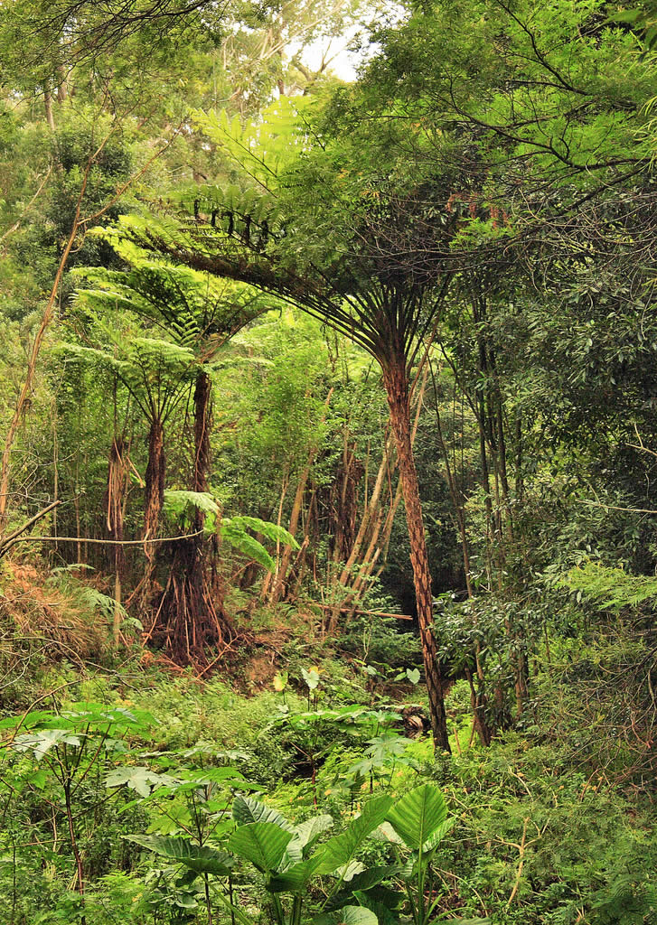 Tree Ferns