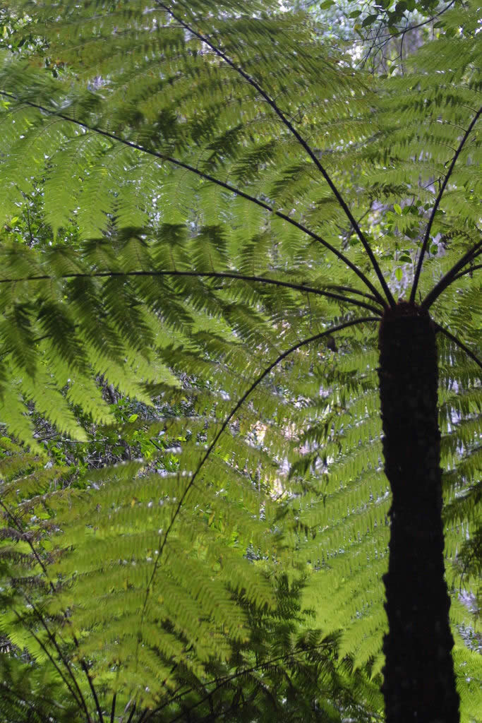 Tree Fern