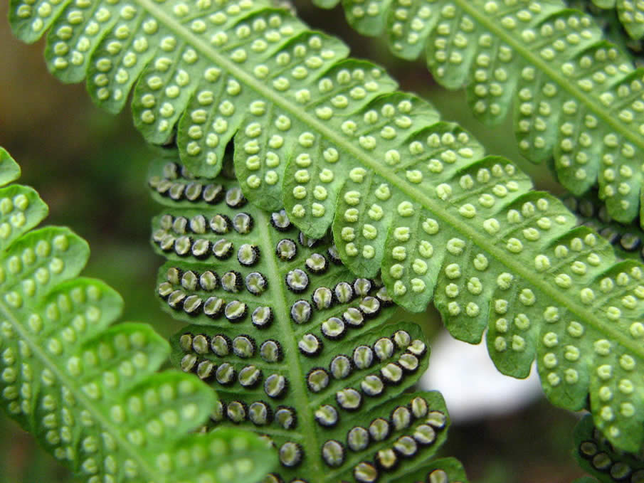 bracken fern green samambaia