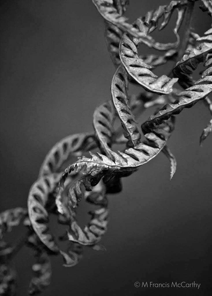 Spiralled Fern