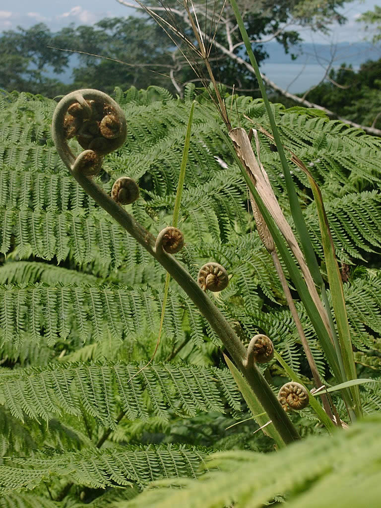 Fiddle Fern