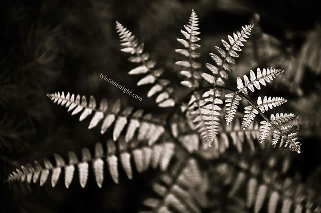 growing fern spiral