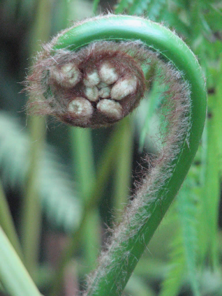 Fern koru