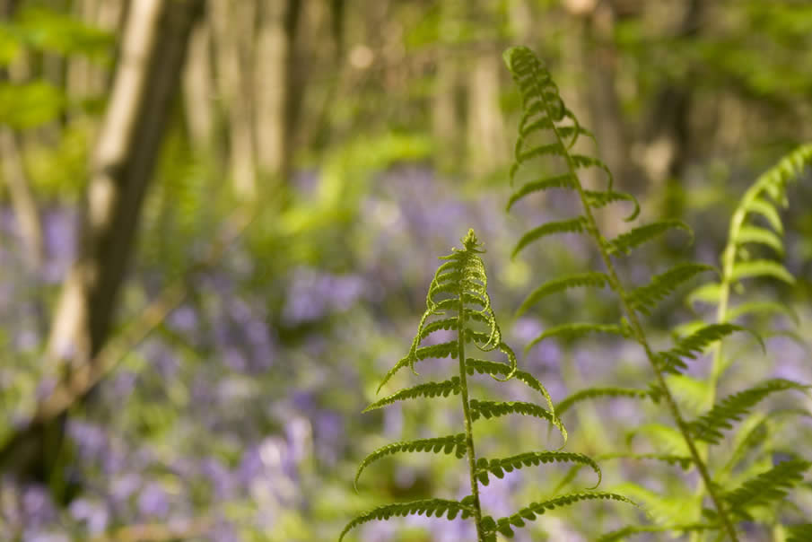 Ferns