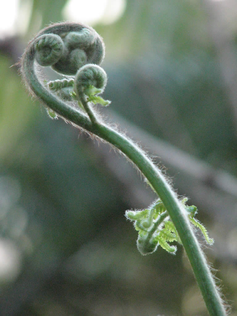 Fern koru