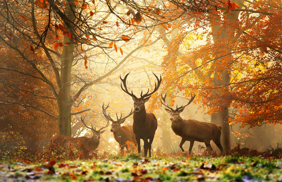 Realm of the Deer