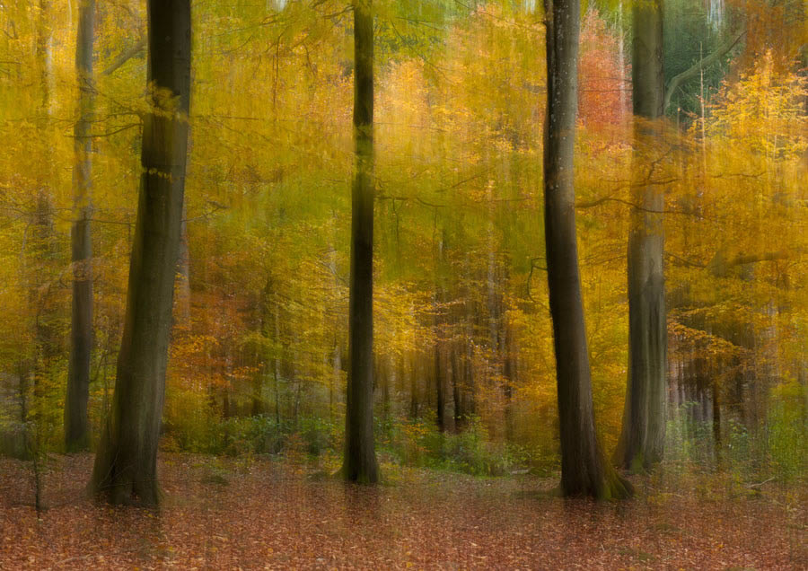 Beech Forest