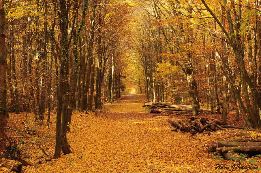 Forest in Autumn