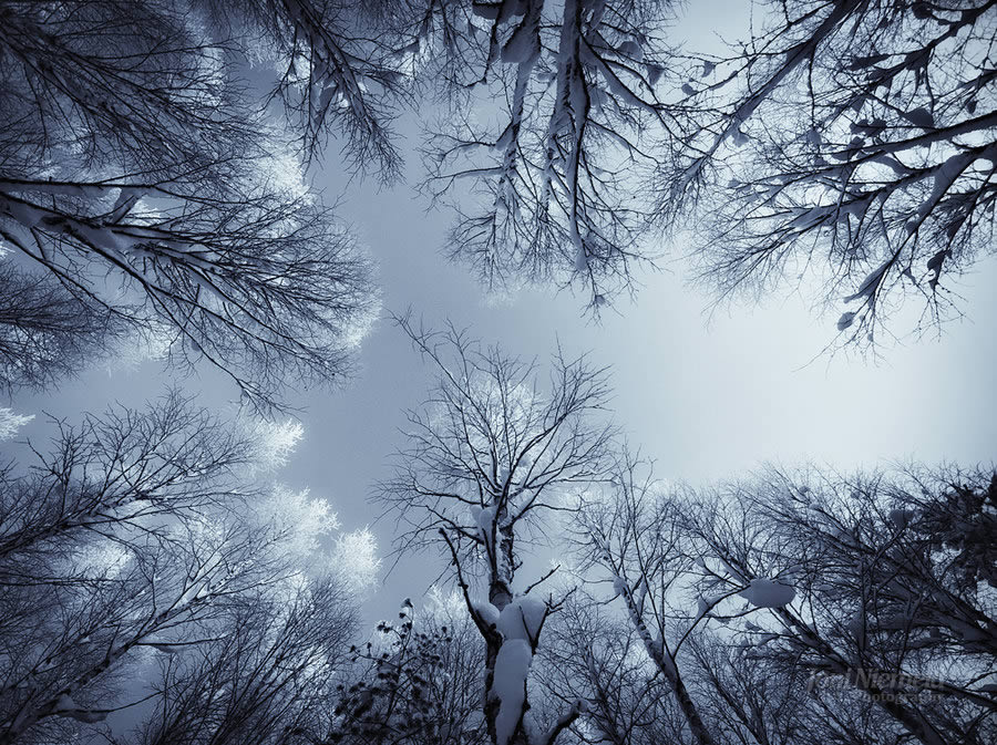 In The Snowy Birch Forest