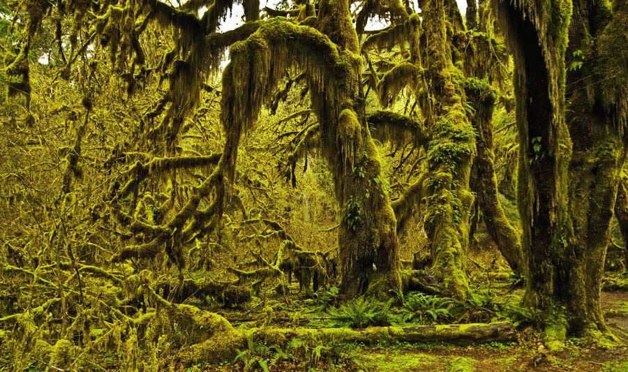 Magic Mystical Forest, Washington State, USA