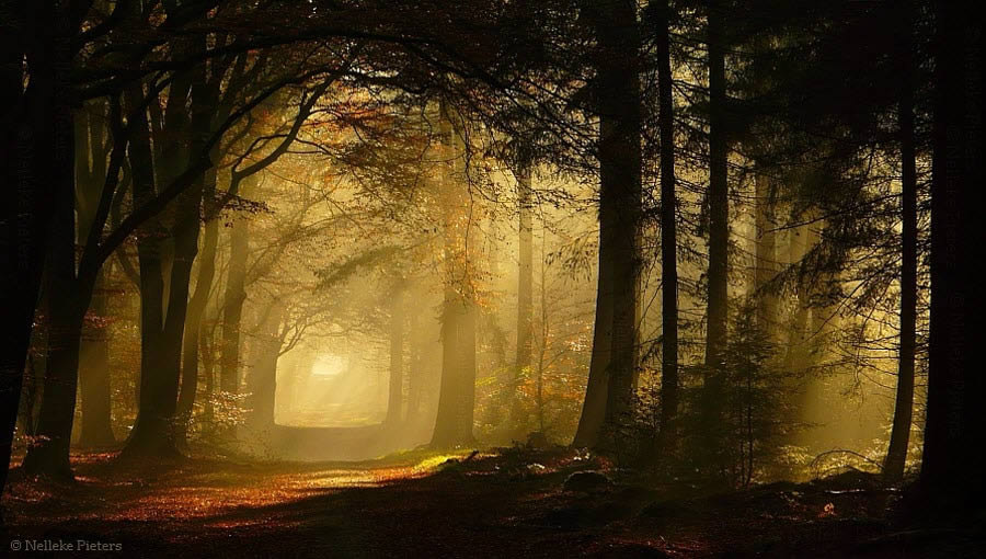 Gold And Shadows
