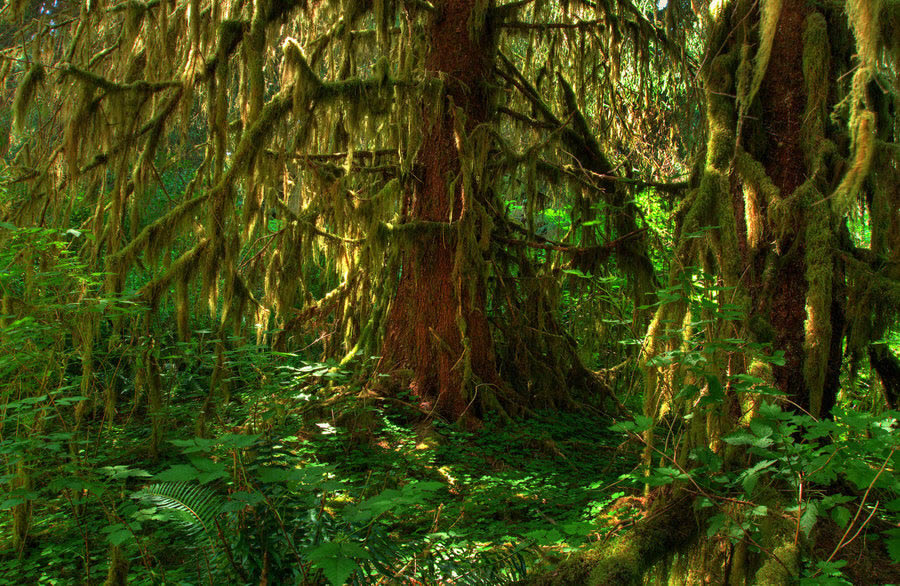 Hoh Rain Forest Hall of Mosses
