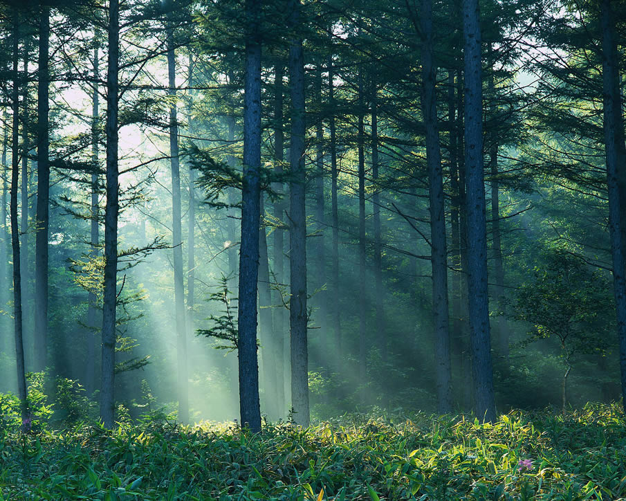 Mysterious Change in the Forest