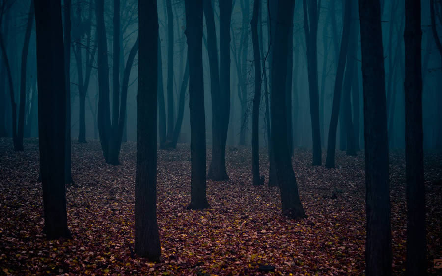 Mysterious Forest