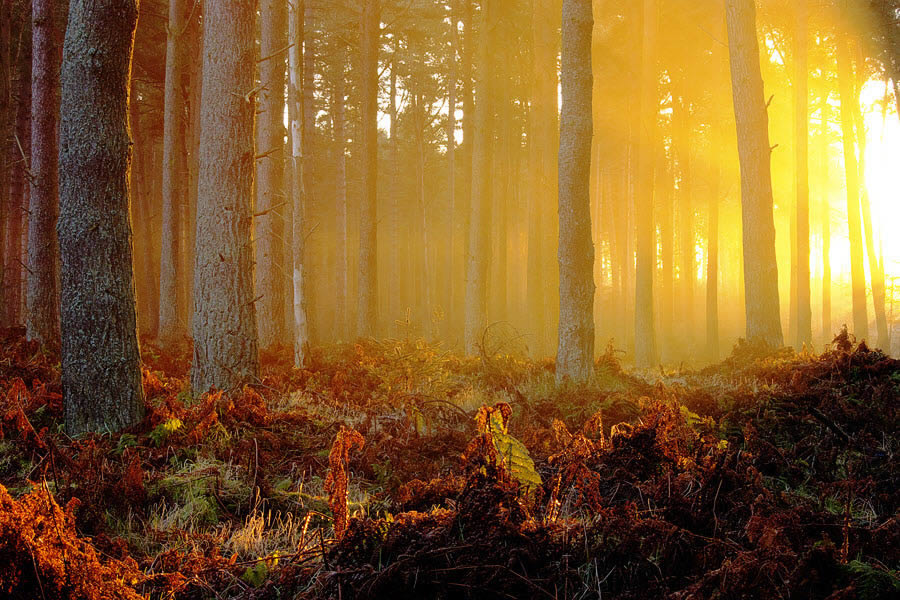 Tentsmuir Sunrise