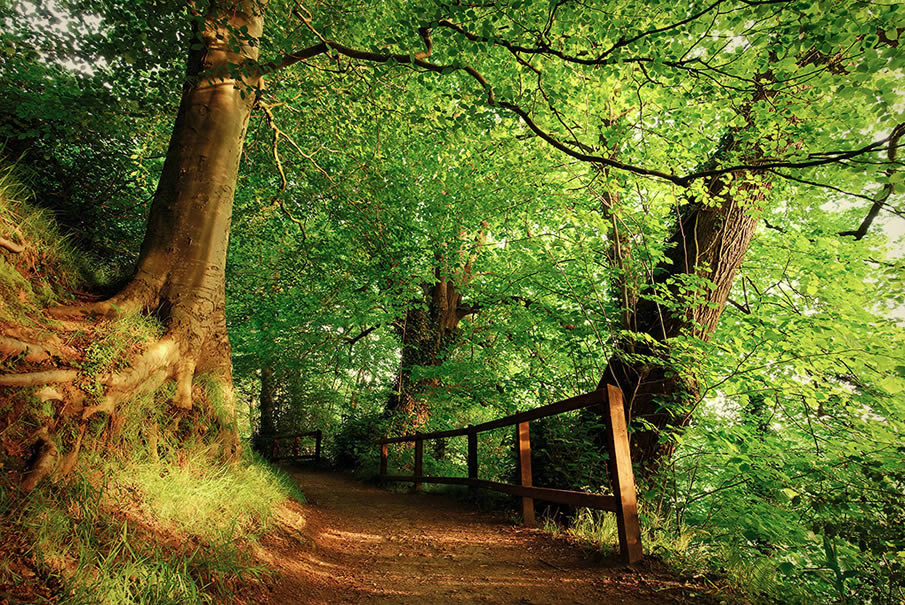 Belvoir Forest Path in Summer