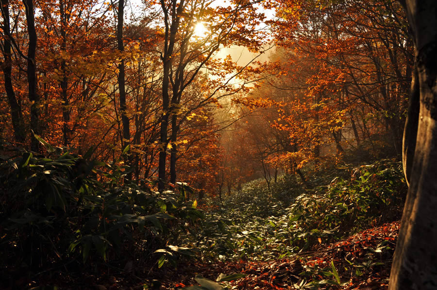 Forest Autumn