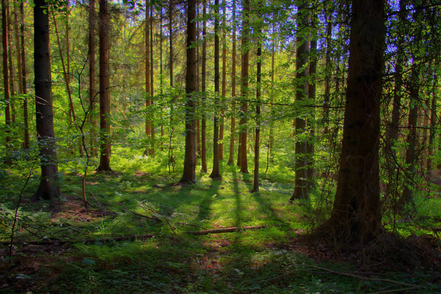 Spring Forest