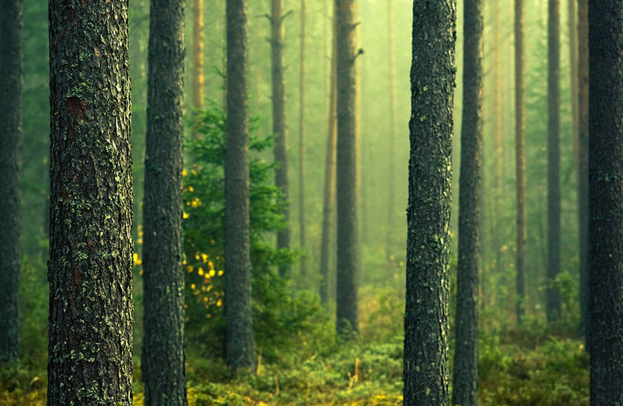 Green Forest