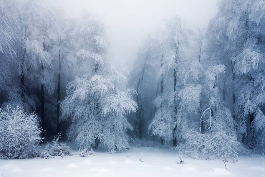 Frozen Forest