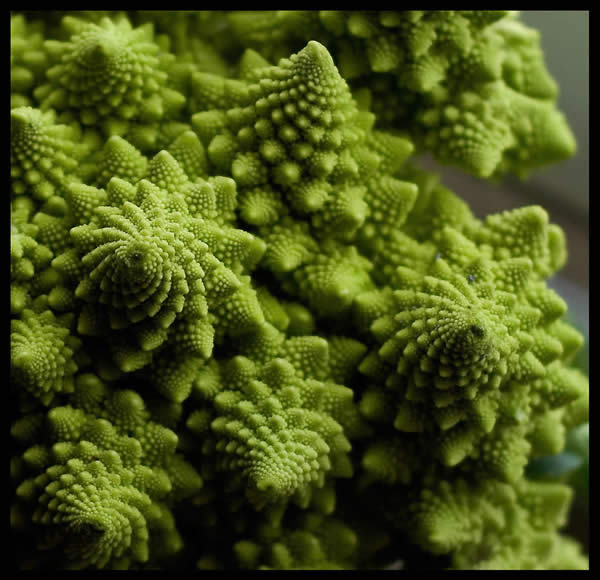 Romanesco o Broccoli Fractal