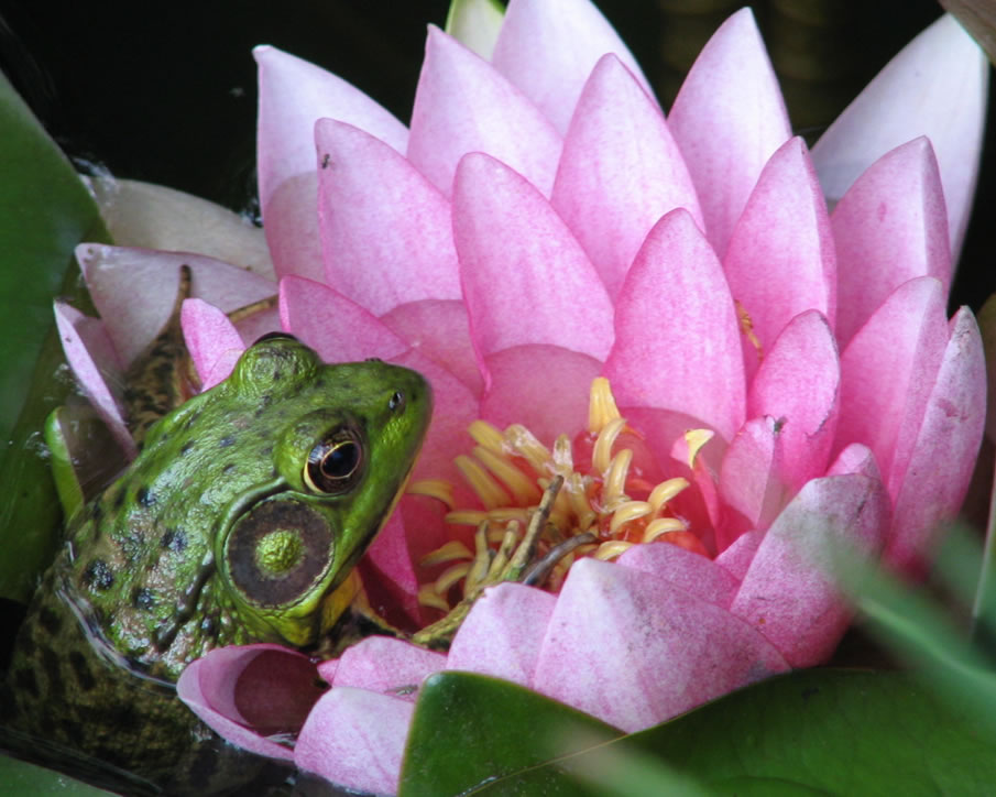 Lily Frog